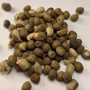 200 seeds euphorbia lathyris gopher plant gopher plant
