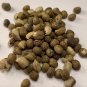 200 seeds euphorbia lathyris gopher plant gopher plant