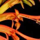 200 seeds african flag  chasmanthe floribunda orange perennial flower