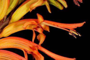 200 seeds african flag  chasmanthe floribunda orange perennial flower