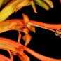200 seeds african flag  chasmanthe floribunda orange perennial flower