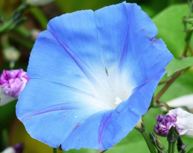 200 seeds ipomoea heavenly blue morning glory ipomoea tricolor