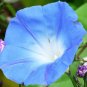 200 seeds ipomoea heavenly blue morning glory ipomoea tricolor
