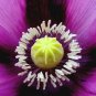 200 seeds turkish poppy purple papaver somniferum cold weather flower