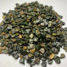 200 seeds cassia alata senna alata emperor's bush candletree