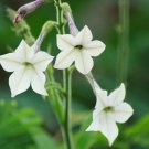 200 seeds nicotiana alata jasmine tobacco