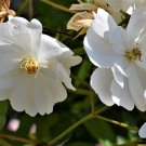 200 seeds flowering maple  abutilon vitifolium corynabutilon