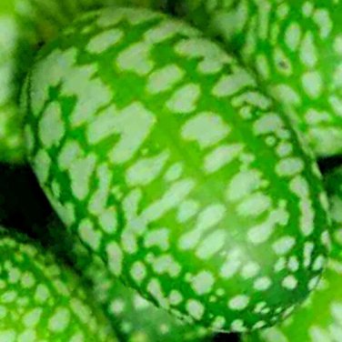 cucamelon superior cucumber heat drought non-gmo 20 seeds high germation