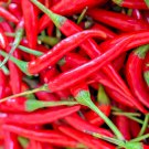 cayenne red pepper giants heirloom vegetable garden spice  20 seeds high germation