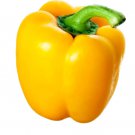 california wonder yellow pepper spring garden heirloom   25 seeds high germation