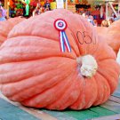 pumpkin big max giant prize winning garden heirloom squash  30 seeds high germation