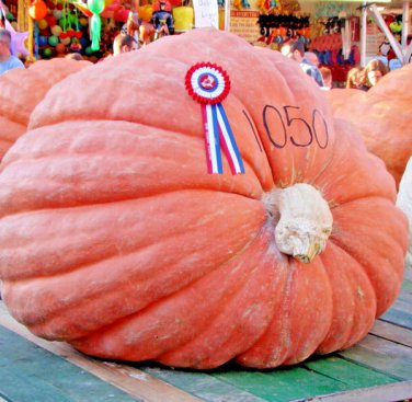 pumpkin big max giant prize winning garden heirloom squash  30 seeds high germation