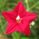 cardinal climber hummingbird vine rare bees  blooms trellis  50 seeds high germation