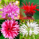 bergamot monarda autumn mix perennial rare hummingbird plant bee balm 50 seeds high germation