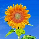 rare taiyo sun planting organic tall  heirloom  50 seeds high germation