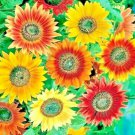 autumn beauty sun mix rare giant tall pollinators bees hedge  50 seeds high germation