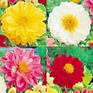 dahlia rare dwarf autumn mix huge  garden containers bees  50 seeds high germation