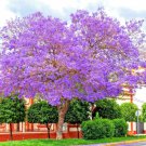 blue jacaranda mimosifolia fast growing perennial ing fern tree 80 seeds high germation