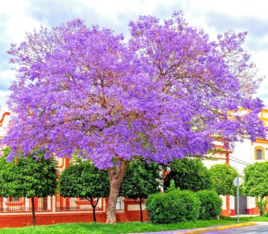 blue jacaranda mimosifolia fast growing perennial ing fern tree 80 seeds high germation