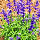 sage mosquito repellent herb autumn perennial heirloom deer resistant 100 seeds high germation
