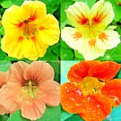 nasturtium autumn mix award drought shade tolerant  dwarf bees 100 seeds high germation