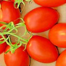 roma tomato spring vegetable garden heirloom tasty sauces  100 seeds high germation