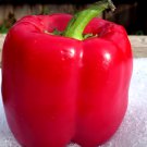 california wonder bell pepper mix garden vegetable heirloom  100 seeds high germation