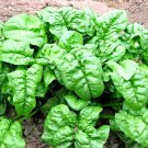 spinach bloomsdale autumn giant garden vegetable salad heirloom  100 seeds high germation