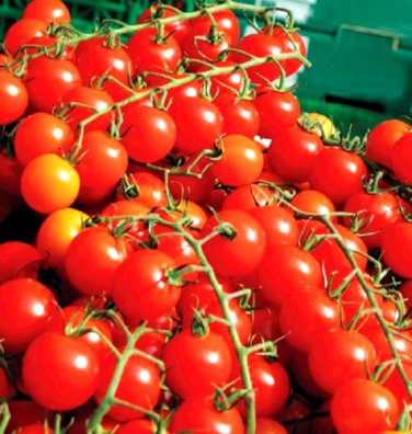 cherry tomatoes super sweet large sweet tasty heirloom rare  200 seeds high germation