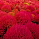 rare burning b h cold hardy color grass ornamental autumn hedge  200 seeds high germation