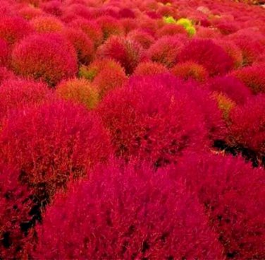 rare burning b h cold hardy color grass ornamental autumn hedge  200 seeds high germation