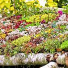 sedum seed mix succulents green roof delight! green grove garden  200 seeds high germation
