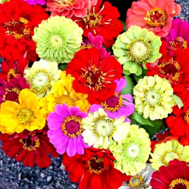 zinnia giants spring mix  heat tolerant blooms butterflies bee 200 seeds high germation