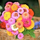 zinnia hummingbird lilliput spring mix  huge bees butterflies 200 seeds high germation