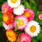 straw autumn mix daisy perennial rare drought heat tolerant  300 seeds high germation