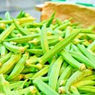 okra clemson garden vegetable heirloom all-american winner  300 seeds high germation