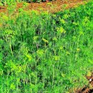 dill spring drought tolerant herb vegetable garden heirloom  350 seeds high germation