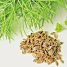 dill spring planting fresh heirloom herb spice vegetable  350 seeds high germation