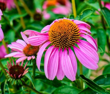 echinacea purple red cone autumn perennial wild bees   400 seeds high germation