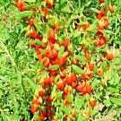 goji berry autumn perennial chinese wolfberry hardy fruit  500 seeds high germation