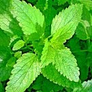 lemon balm citronella perennial mosquito insect repellent  1000 seeds high germation