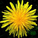 dandelion autumn microgreens salads herb organic perennial non-gmo 1000 seeds high germation