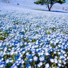 baby blue eyes  groundcover drought tolerant wild spring 1000 seeds high germation