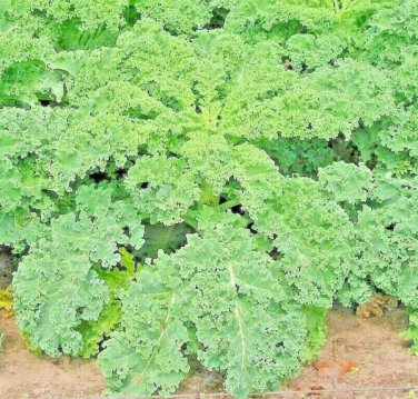 kale dwarf autumn mix vegetable garden salads microgreens  1000 seeds high germation