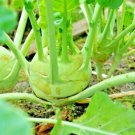 cabbage kohlrabi autumn microgreens vegetable salads heirloom 1000 seeds high germation