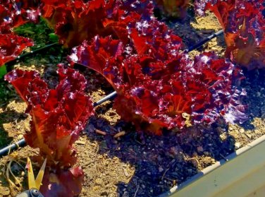 ruby lettuce spring salads garden fall vegetable heirloom  1000 seeds high germation