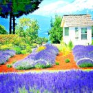 lavender autumn perennial herb mosquito insect repellent english  1200 seeds high germation