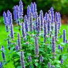 korean mint autumn perennial herb mosquito insect repellent hardy  2000 seeds high germation