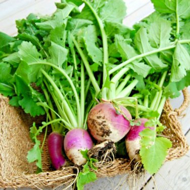 turnip purple top white globe heirloom vegetable autumn  2000 seeds high germation