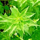 stinging nettle heirloom autumn perennial herb medicinal pollinators 2000 seeds high germation